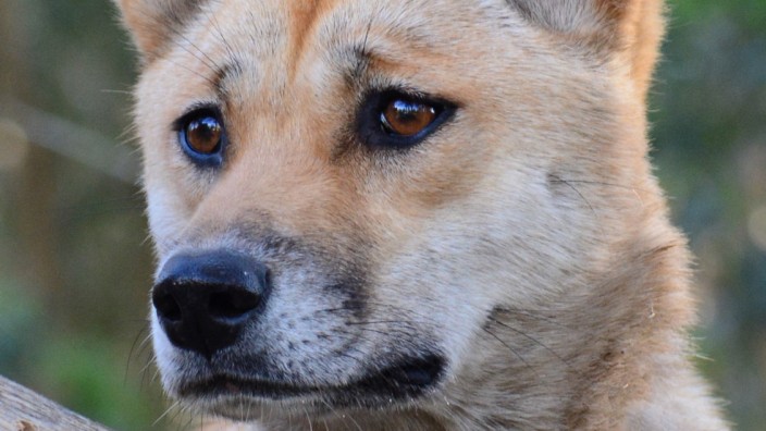 Evolution: Das Dingo-Weibchen Sandy gewann einen Preis für "das interessanteste Genom der Welt".