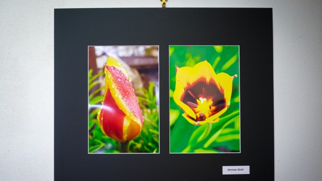 Maisach: Tulpen sind natürlich Boten des Frühlings und daher für das Thema sehr fotogen.