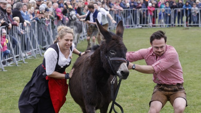 Hallbergmoos: 600 Besucher und Besucherinnen erlebten am Sonntag das Eselrennen mit.