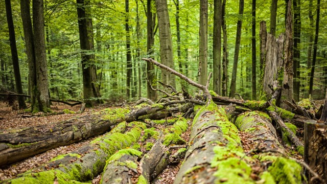 Naturschutz: Der Steigerwald besteht wie hier bei Ebrach zu zwei Dritteln aus Buchen.