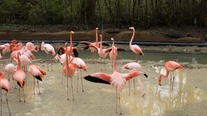 Tierpark Hellabrunn: Die Flamingos sind zurück in ihrem angestammten Quartier.
