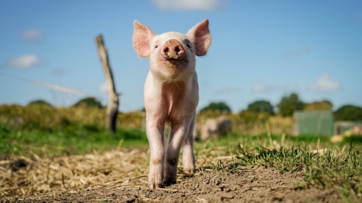 Lustiges Agrarfoto - Werbung in der Schweinebranche, Ferkel läuft auf einer Schweineweide. Agrarfoto aus der Froschpersp