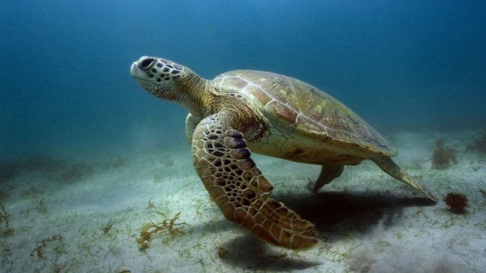 Artenschutz: Grüne Meeresschildkröte im Atlantik vor Brasilien.