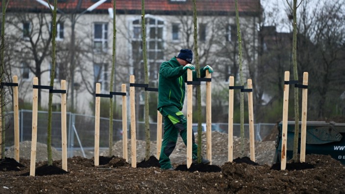 Städtebau: Auf dem Gelände der Landesgartenschau werden derzeit viele Bäume gepflanzt.