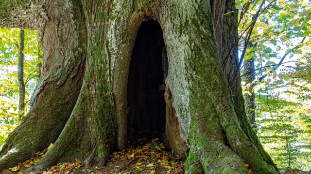 Baumgeschichten: Tausendjährige Linde an der Kapelle Halbmeile