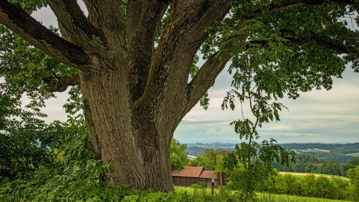 Baumgeschichten: Der stärkste Baum von Passau: die Eiche in der Waidgasse.