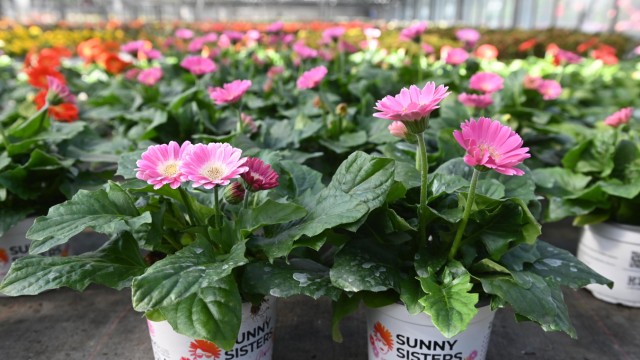 Blumen für Balkon und Garten: Die Gerbera "Sunny Sisters" ist die bayerische Pflanze des Jahres.