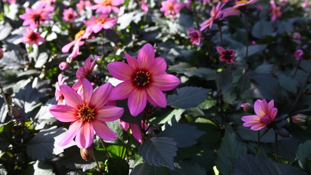 Blumen für Balkon und Garten: Die Dahlie "Rockin' Rosi" ist einer der Pflanzenfavoriten bei den Kunden.