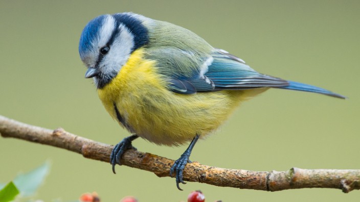 Umweltschutz: Eine Blaumeise fühlt sich in Gärten wohl, in denen der kleine Vogel ausreichend Nahrung, etwa Beeren, findet.