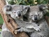 Now this is what you call a bear hug! A group of adorable Koala bears were spotted snuggling together to keep warm at Th