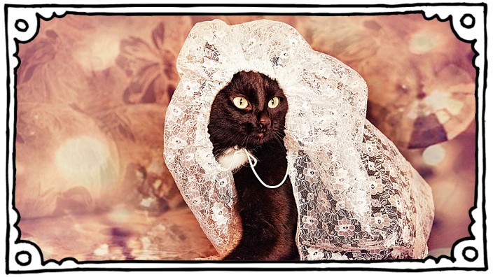 SZ-Serie "Bester Dinge": Ob sie auch von einer Hochzeit träumt? Diese Katze trägt die Gardine jedenfalls schon so huldvoll wie eine Braut den Schleier.