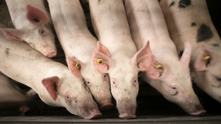 Klimakolumne: Die Schweinehaltung steht aufgrund fallender Preise stark unter Druck.