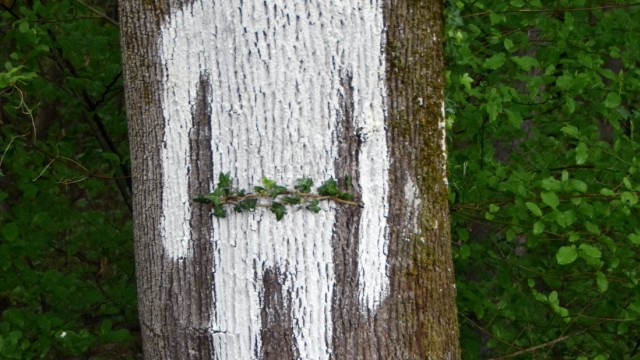 Kultur: Diese Silhouette eines Menschen hat di Bernardo auf einen Baum gemalt.