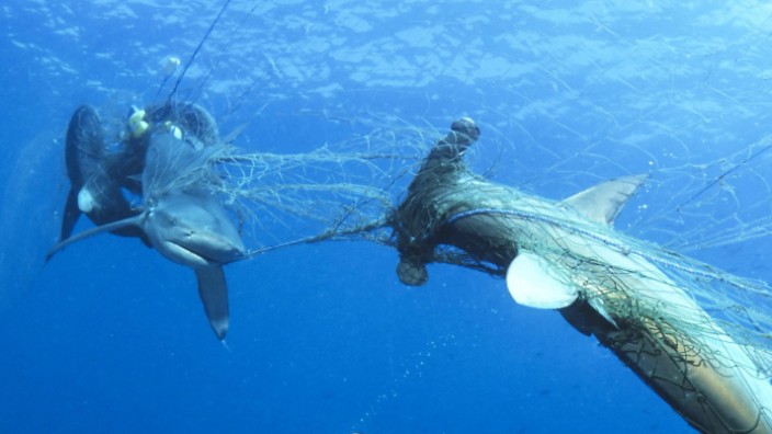 Nathaniel Rich: "Die zweite Schöpfung": Weltkulturerbe Artensterben: Zwei tote Haie in einem verwaisten Fischernetz in der Nähe von Wolf Island, einer kleinen Insel im Norden des Galápagos-Archipels.