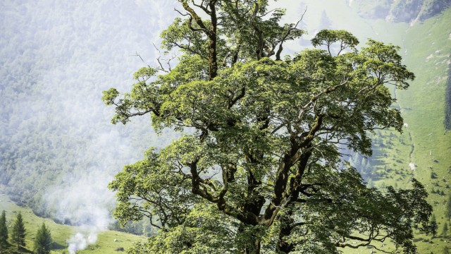 Hotel "Die Eng" in Österreich: Die alten Ahornbäume vor den Felswänden des Karwendels sind das Markenzeichen der Eng.