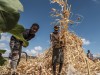 Getreideernte bei Alamata in Äthiopien.