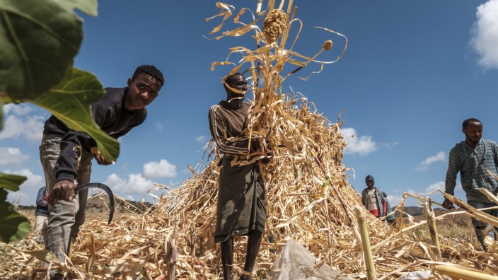 Getreideernte bei Alamata in Äthiopien.