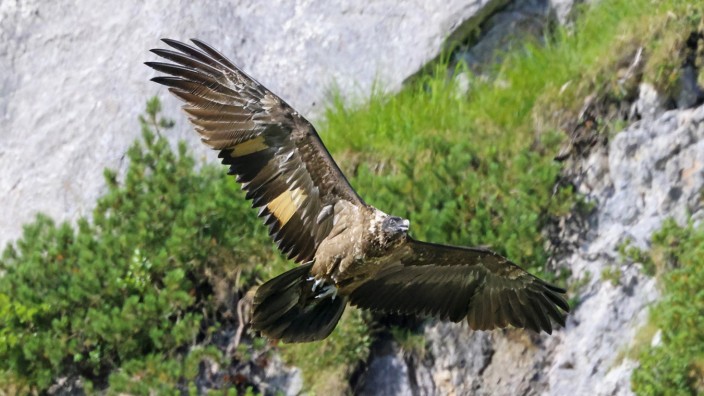 Naturschutz: Bei ihren Ausflügen über dem Nationalpark Berchtesgaden bot das Bartgeier-Weibchen Wally einen geradezu majestätischen Anblick. Leider ist das Tier vermutlich durch einen Felssturz getötet worden.