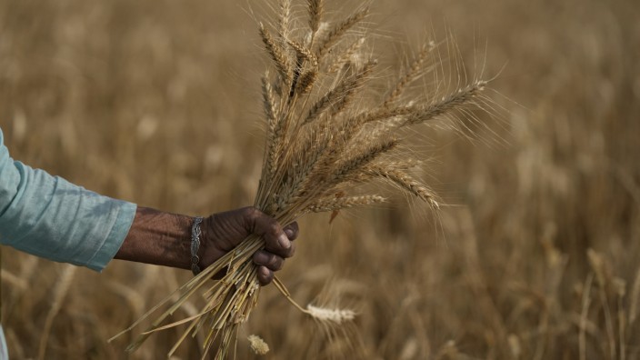 Folgen des Ukraine-Kriegs: Indiens Hoffnungen auf eine Rekordernte hat die Dürre zunichtegemacht: Weizenfeld bei Jammu.