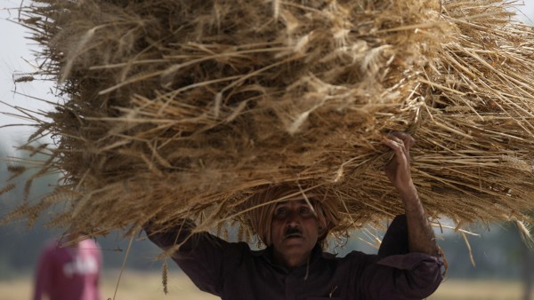 Indien: Ein Bauer trägt geernteten Weizen auf dem Kopf