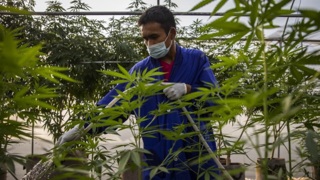 Thailand: Diese Farm in der Provinz Nakhon Ratchasima war eine der ersten, die eine staatliche Genehmigung für Anbau und Verkauf von Cannabis an medizinische Einrichtungen erhalten hat.