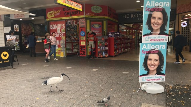 Wahl in Australien: Das Einkaufsviertel Bondi Junction von Sydney-Wentworth: Allegra Spender tritt hier als unabhängige Kandidatin an.