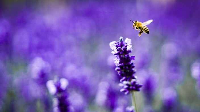 BUND: Bienenfreundliche Pflanzen sind oft Giftfalle
