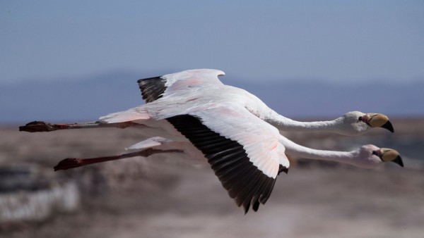 Study shows lithium mining is forcing flamingos to flee the Atacama; KIN_VOEGEL