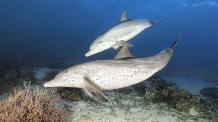 Biologie: Eine Delfinmutter lehrt ihr Kalb, sich an einer Koralle zu reiben. Manche Korallen und Schwämme produzieren Wirkstoffe, die gegen Hautprobleme der Meeressäuger helfen.
