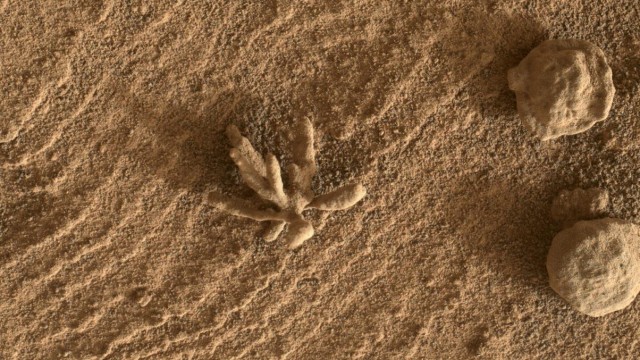 Viajes espaciales: El "una flor"tomada el 24 de febrero "Curiosidad"menos de dos centímetros.
