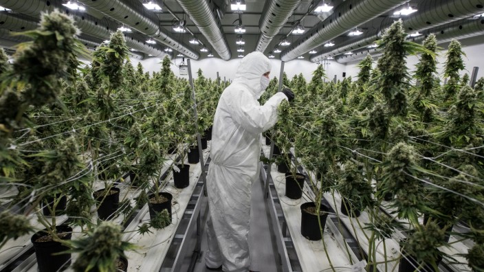 Cannabis-Legalisierung: Hübsche Pflanze, deftige Probleme: Cannabis-Liberalisierung ist kein einfaches Unterfangen.