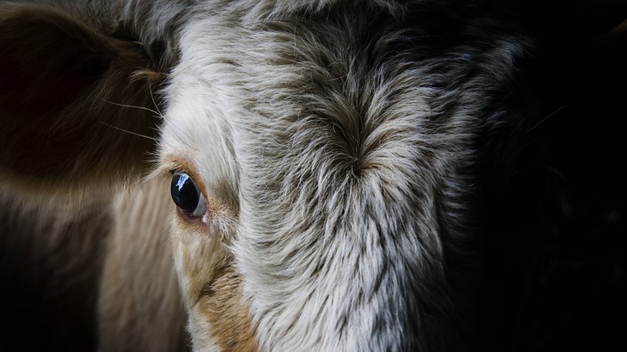 A close up view of the eye of a cow PUBLICATIONxINxGERxSUIxAUTxHUNxONLY ÂxGordenxScammell Photofusi
