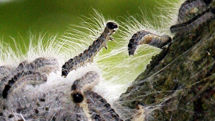 Natur: Die Haare der Raupen des Eichenprozessionsspinners können Pusteln und Hautausschlag auslösen.