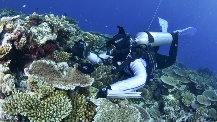 Demokratie: Welche Beweise braucht es noch für den Klimawandel? Das Great Barrier Reef erlebt gerade seine vierte Korallenbleiche seit 2016.