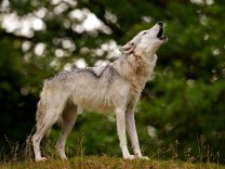 Österreich: Über Menschen und Wölfe
