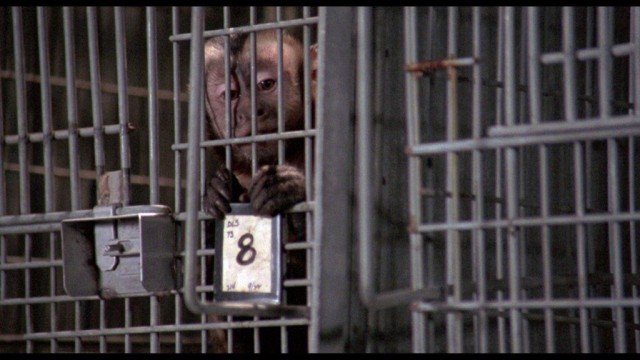 Die Favoriten der Woche: "Der Affe im Menschen", ein Thriller aus dem Jahr 1988.