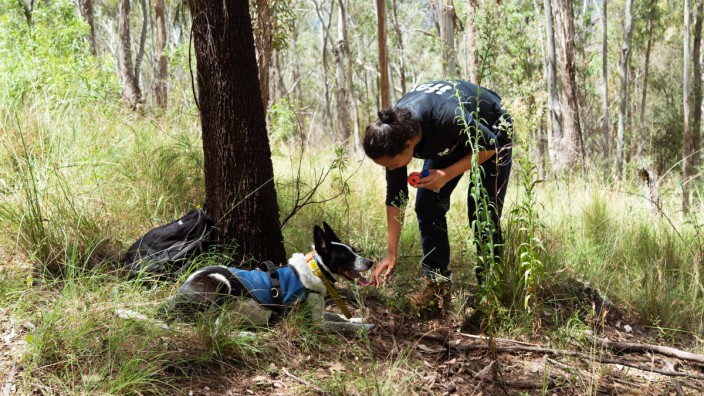 Artenschutz: Spürhund Billie-Jean zeigt an, dass sie Koala-Kot gefunden hat.