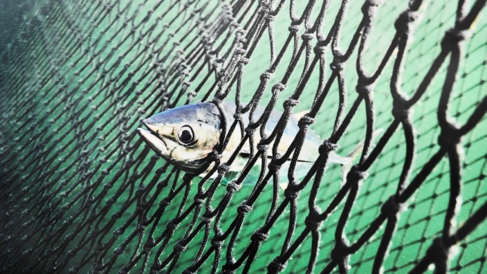 Verschmutzung der Meere: Ein Thunfisch zappelt in einem alten Fischernetz.