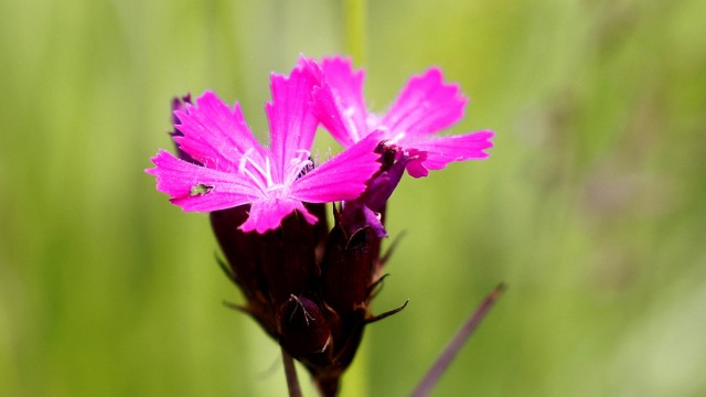Artenschutz: Die Kartäusernelke ist eine der Blumen, die gerade in der Heide blühen.