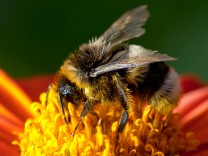 Insektensterben: Glyphosat beeinträchtigt Hummeln
