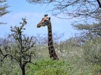 Paläontologie: Warum Giraffen einen so langen Hals haben