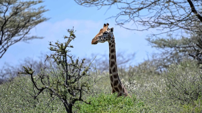 Eine Giraffe ragt über umgebende Bäume hinaus