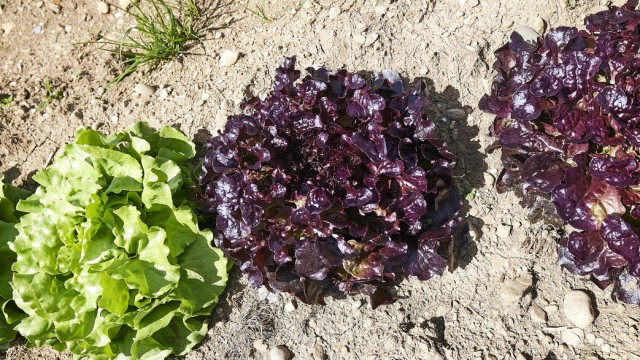 Anbau in Eigeninitiative: Der Salat ist Anfang Juni erntebereit.