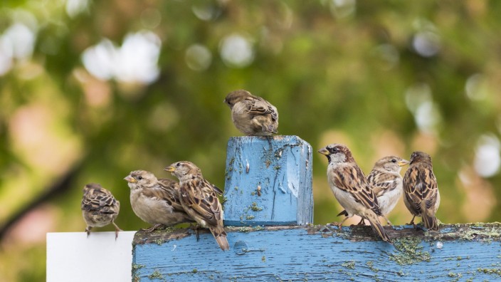 Grünstreifen: Spatzen haben entdeckt, dass man Buchsbaumzünsler fressen kann. Den Vögeln kann man mit Nistkästen und Vogeltränken helfen.