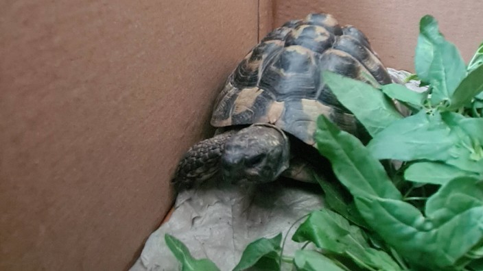 Besitzer gesucht: Diese Schildkröte wurde am Samstag in Poing gefunden.