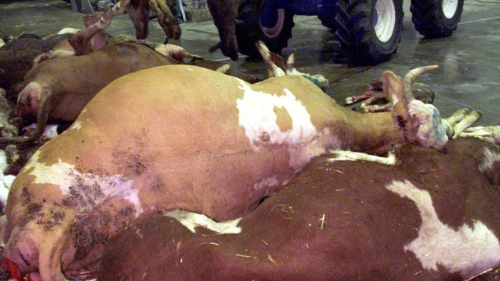 Landwirtschaft: Tote Rinder in einer Tierkörperbeseitigungsanlage im Landkreis Cham