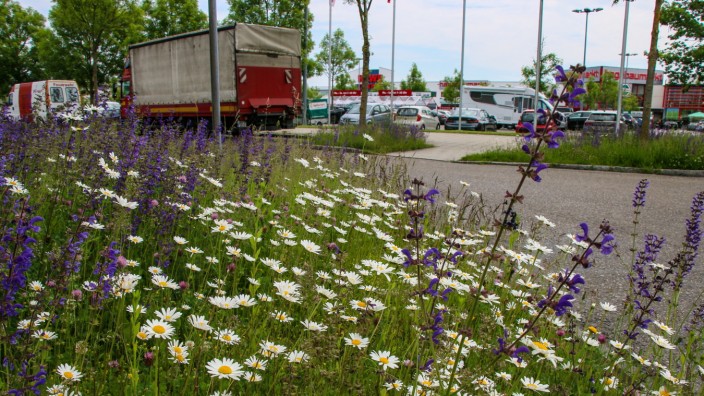 Artenvielfalt: Viele Kommunen pflanzen inzwischen insektenfreundliche Blühstreifen gerade an Straßen und anderen Asphaltflächen.