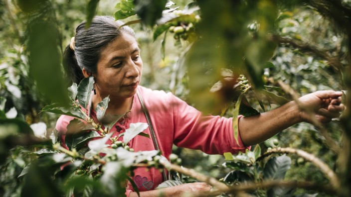 Fairtrade: Kaffee-Ernte bei Cenfrocafe in Peru.