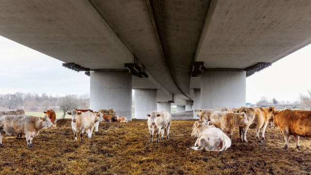 Reisebuch zu Autobahnen: In einer Aue in der Nähe des Duisburger Kreuzes, unter der A 40 - die Brücke heißt "Krücken" - weiden Kühe. Der Fotograf Michael Tewes hat sie zufällig entdeckt.