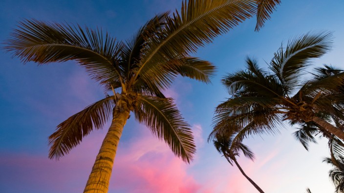 Sommerpflanze: Auf Instagram gibt es bereits elf Millionen Bilder mit dem Hashtag #palmtrees. Tendenz steigend.